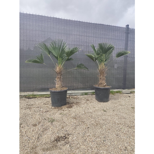 Trachycarpus Wagnerianus